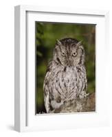 Eastern Screech-Owl Adult at Night, Texas, Usa, April 2006-Rolf Nussbaumer-Framed Photographic Print