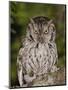 Eastern Screech-Owl Adult at Night, Texas, Usa, April 2006-Rolf Nussbaumer-Mounted Photographic Print