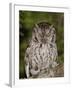 Eastern Screech-Owl Adult at Night, Texas, Usa, April 2006-Rolf Nussbaumer-Framed Photographic Print