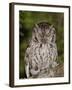 Eastern Screech-Owl Adult at Night, Texas, Usa, April 2006-Rolf Nussbaumer-Framed Photographic Print