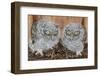 Eastern Screech-Owl Chicks-Steve Byland-Framed Photographic Print
