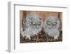 Eastern Screech-Owl Chicks-Steve Byland-Framed Photographic Print
