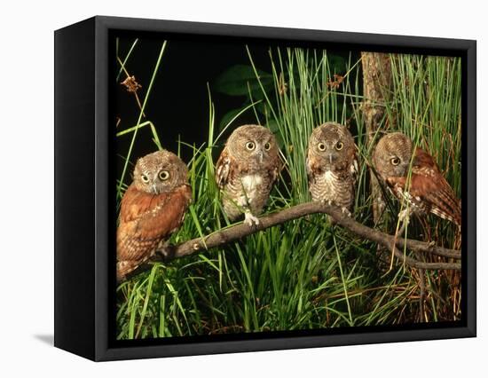 Eastern Screech Owl Fledglings-Joe McDonald-Framed Stretched Canvas