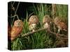 Eastern Screech Owl Fledglings-Joe McDonald-Stretched Canvas