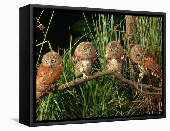 Eastern Screech Owl Fledglings-Joe McDonald-Framed Stretched Canvas