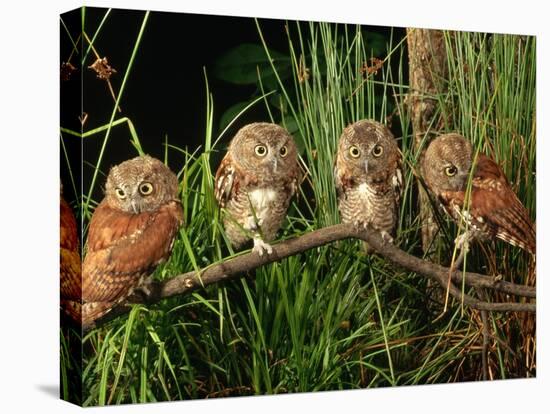 Eastern Screech Owl Fledglings-Joe McDonald-Stretched Canvas