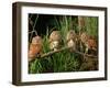 Eastern Screech Owl Fledglings-Joe McDonald-Framed Photographic Print