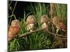 Eastern Screech Owl Fledglings-Joe McDonald-Mounted Photographic Print