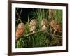 Eastern Screech Owl Fledglings-Joe McDonald-Framed Photographic Print