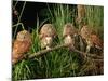 Eastern Screech Owl Fledglings-Joe McDonald-Mounted Photographic Print