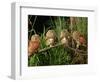 Eastern Screech Owl Fledglings-Joe McDonald-Framed Photographic Print