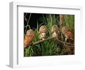 Eastern Screech Owl Fledglings-Joe McDonald-Framed Photographic Print