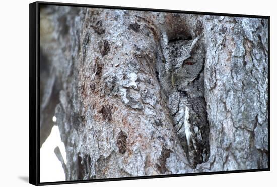 Eastern Screech-Owl Gray Phase, Bentsen-Rio Grande State Park, Texas-Richard and Susan Day-Framed Stretched Canvas