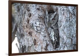 Eastern Screech-Owl Gray Phase, Bentsen-Rio Grande State Park, Texas-Richard and Susan Day-Framed Photographic Print