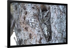 Eastern Screech-Owl Gray Phase, Bentsen-Rio Grande State Park, Texas-Richard and Susan Day-Framed Photographic Print