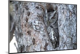 Eastern Screech-Owl Gray Phase, Bentsen-Rio Grande State Park, Texas-Richard and Susan Day-Mounted Photographic Print