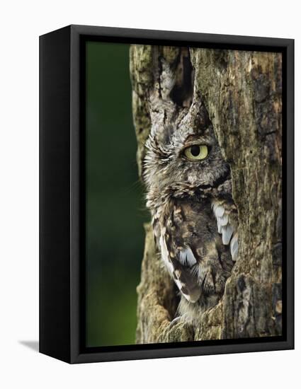 Eastern Screech Owl, Michigan, USA-Adam Jones-Framed Stretched Canvas