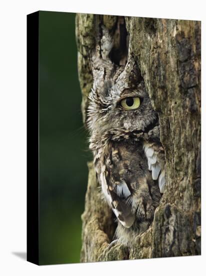 Eastern Screech Owl, Michigan, USA-Adam Jones-Stretched Canvas