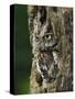 Eastern Screech Owl, Michigan, USA-Adam Jones-Stretched Canvas