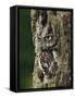 Eastern Screech Owl, Michigan, USA-Adam Jones-Framed Stretched Canvas