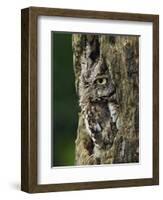 Eastern Screech Owl, Michigan, USA-Adam Jones-Framed Photographic Print