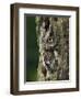 Eastern Screech Owl, Michigan, USA-Adam Jones-Framed Photographic Print