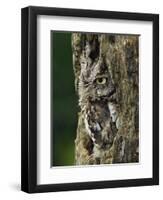 Eastern Screech Owl, Michigan, USA-Adam Jones-Framed Photographic Print