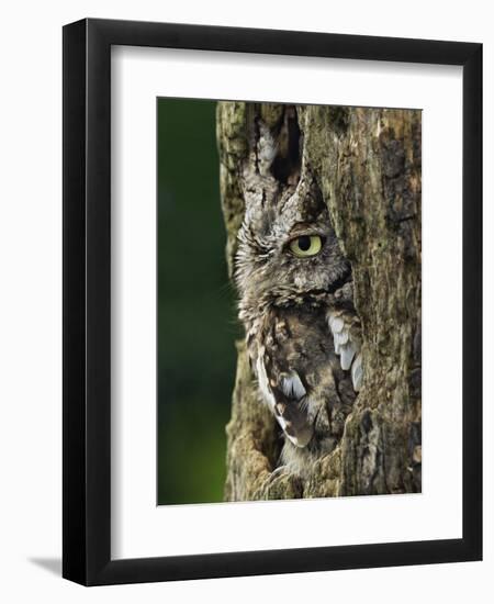 Eastern Screech Owl, Michigan, USA-Adam Jones-Framed Photographic Print