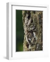 Eastern Screech Owl, Michigan, USA-Adam Jones-Framed Photographic Print