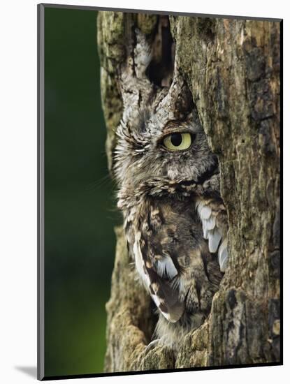 Eastern Screech Owl, Michigan, USA-Adam Jones-Mounted Photographic Print
