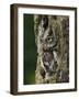 Eastern Screech Owl, Michigan, USA-Adam Jones-Framed Photographic Print