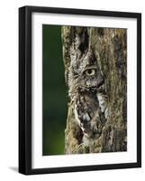 Eastern Screech Owl, Michigan, USA-Adam Jones-Framed Photographic Print