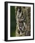 Eastern Screech Owl, Michigan, USA-Adam Jones-Framed Photographic Print