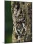 Eastern Screech Owl, Michigan, USA-Adam Jones-Mounted Photographic Print