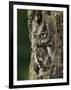 Eastern Screech Owl, Michigan, USA-Adam Jones-Framed Photographic Print