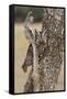 Eastern Screech Owl, Otus Asio, roosting in tree-Larry Ditto-Framed Stretched Canvas