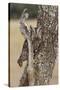 Eastern Screech Owl, Otus Asio, roosting in tree-Larry Ditto-Stretched Canvas