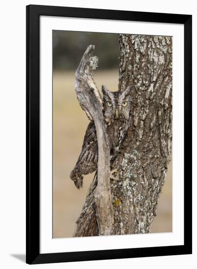 Eastern Screech Owl, Otus Asio, roosting in tree-Larry Ditto-Framed Premium Photographic Print