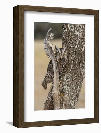 Eastern Screech Owl, Otus Asio, roosting in tree-Larry Ditto-Framed Photographic Print