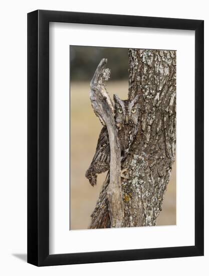 Eastern Screech Owl, Otus Asio, roosting in tree-Larry Ditto-Framed Photographic Print
