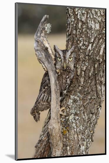 Eastern Screech Owl, Otus Asio, roosting in tree-Larry Ditto-Mounted Photographic Print