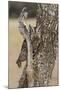Eastern Screech Owl, Otus Asio, roosting in tree-Larry Ditto-Mounted Photographic Print