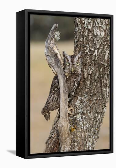 Eastern Screech Owl, Otus Asio, roosting in tree-Larry Ditto-Framed Stretched Canvas