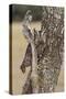 Eastern Screech Owl, Otus Asio, roosting in tree-Larry Ditto-Stretched Canvas