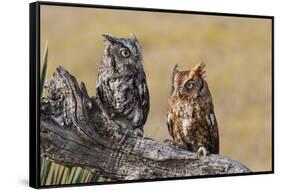 Eastern Screech Owl, Otus Asio, roosting in tree-Larry Ditto-Framed Stretched Canvas