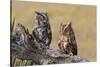 Eastern Screech Owl, Otus Asio, roosting in tree-Larry Ditto-Stretched Canvas
