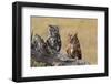 Eastern Screech Owl, Otus Asio, roosting in tree-Larry Ditto-Framed Photographic Print