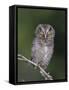 Eastern Screech-Owl Young Fledgling, Willacy County, Rio Grande Valley, Texas, USA-Rolf Nussbaumer-Framed Stretched Canvas