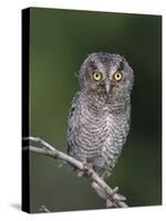 Eastern Screech-Owl Young Fledgling, Willacy County, Rio Grande Valley, Texas, USA-Rolf Nussbaumer-Stretched Canvas