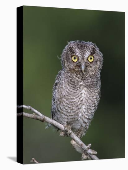 Eastern Screech-Owl Young Fledgling, Willacy County, Rio Grande Valley, Texas, USA-Rolf Nussbaumer-Stretched Canvas